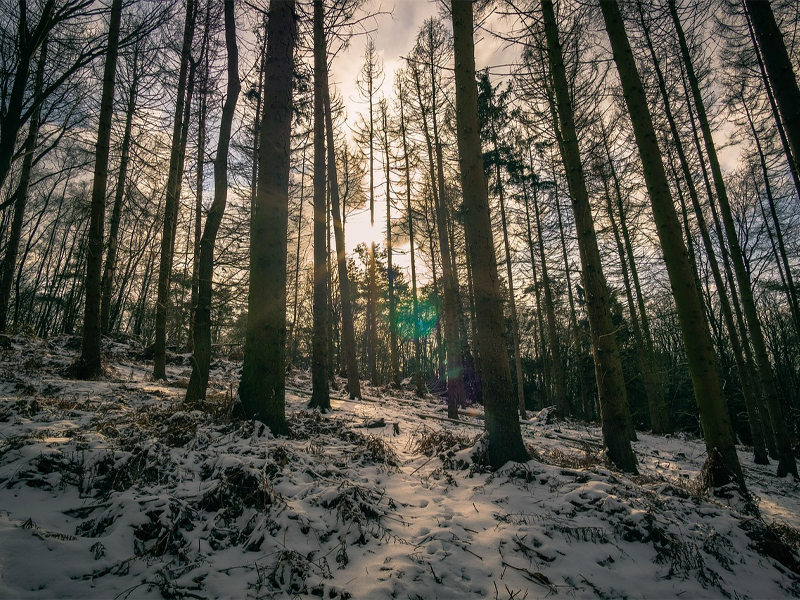 History of the Cherokee in Southeastern Tennessee And it’s Role in the Trail of Tears in 12838