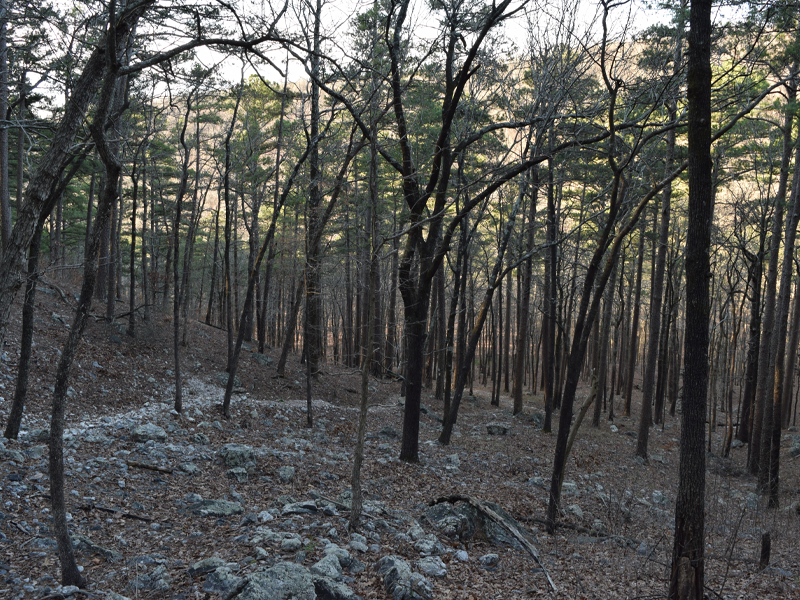 THE ECONOMIC AND SOCIAL HISTORY OF SOUTHEASTERN TENNESSEE FROM THE CIVIL WAR TO THE PRESENT AND ITS IMPACT ON MY NOVEL, FIELD OF STONES
