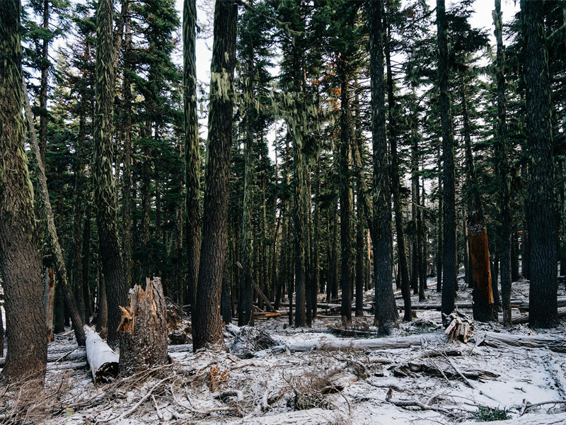 Silent Warriors: Appalachian Women’s Role in Preserving Cultural Traditions—A Field of Stones Companion